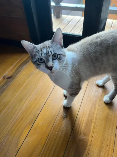 Doasse gatinho dócil
