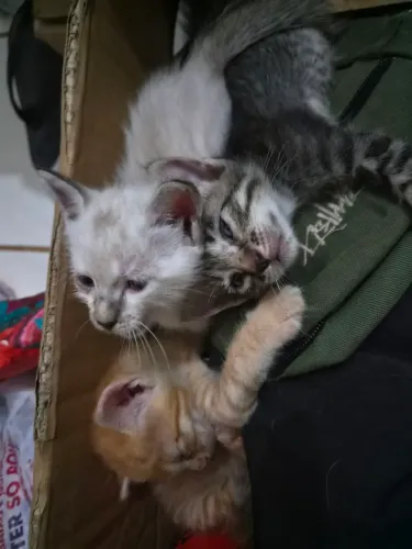 Gatinhos Filhotes para Doação