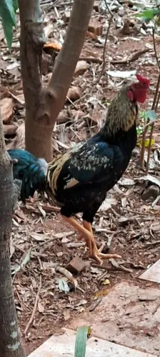 Galo caipira novo, espora ainda crescendo