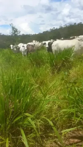 Fazenda em Balsas a venda
