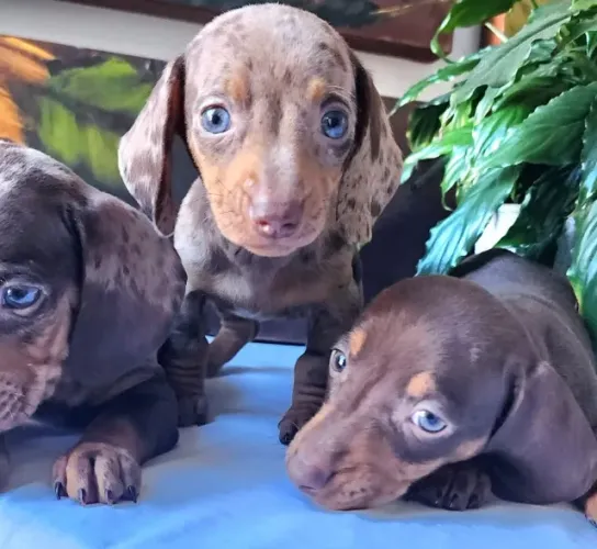 Basset - Chocolate, Arlequim e Preto Canela