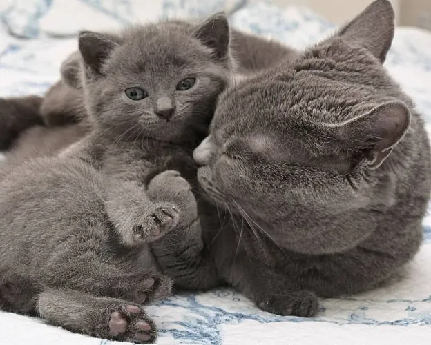 Russian blue anti alérgica