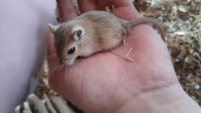 Gerbil macho