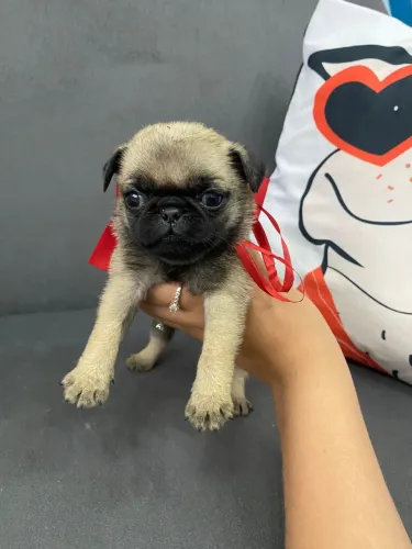 * Pug * filhotes - 