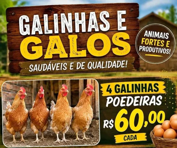 Frangos galinhas ovos 