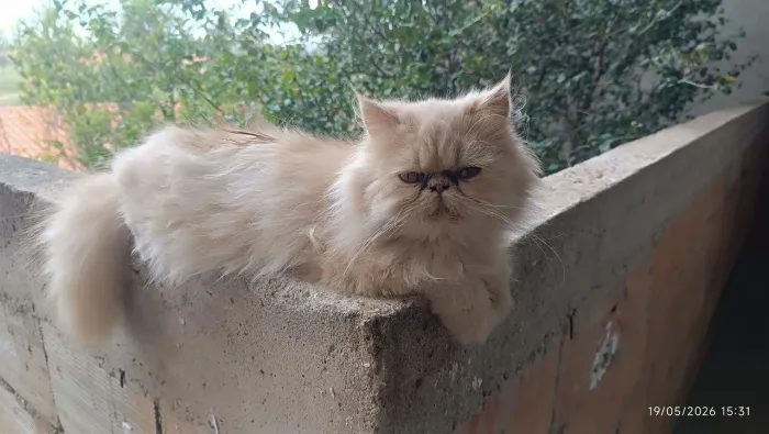 Vendo gato persa puro