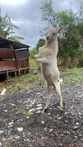 Cabrito
