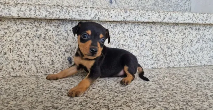 Uma pequena fofura com personalidade gigante ? Pinscher até 12x sem juros