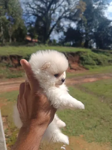 Spitz alemão
