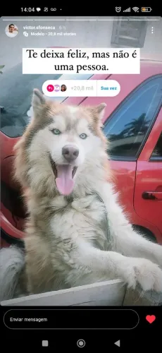 Husky Siberiano Wooly a procura de uma Namorada