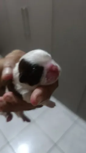 Filhote de Mimi shitzu 