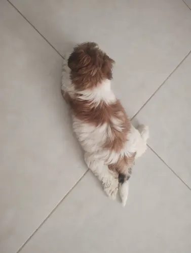 Shitzu fêmea 2 meses