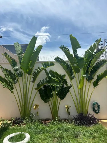 Ravenalas unidades