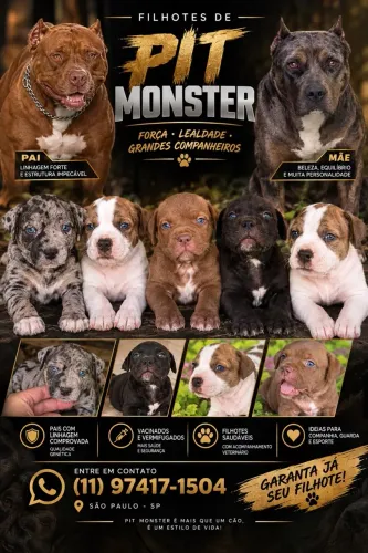 Filhotes Pitmonster