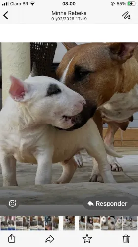 Vendo cães da raça Mini bullterrier