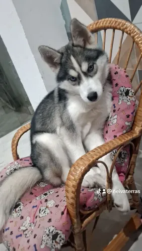 Huski siberiano