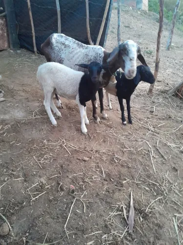 Ovelha e é casal  de borrego dorpe