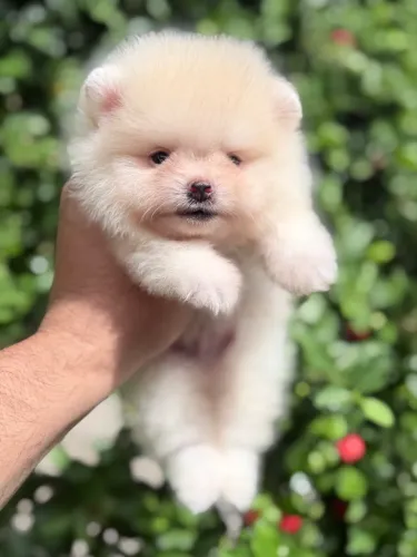 Spitz alemão anão ( Lulu da Pomerania ) Machinho