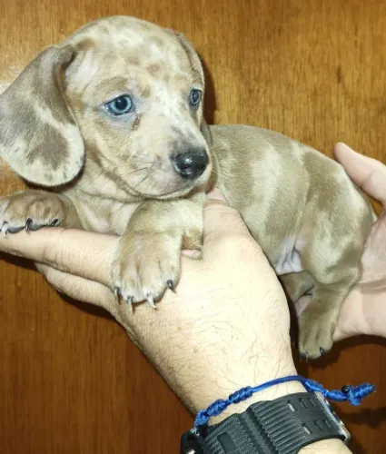 Filhote Dachshund Fêmea Arlequim.