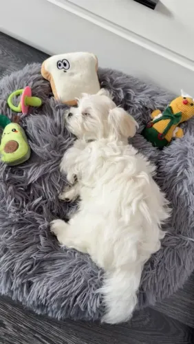 Maltes Doguinho com carinha de favorito imediato