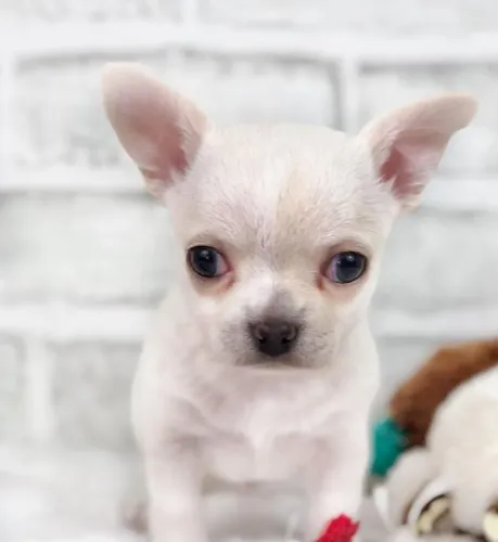 Chihuahua: Uma verdadeira joia de quatro patas 