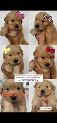 Filhotes de Golden retriever disponíveis para venda!