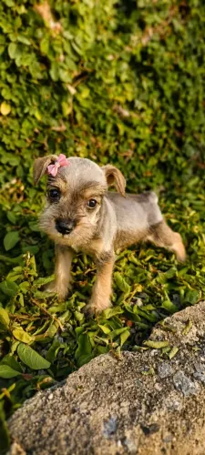 Schnauzer fêmea miniatura - Sal e Pimenta