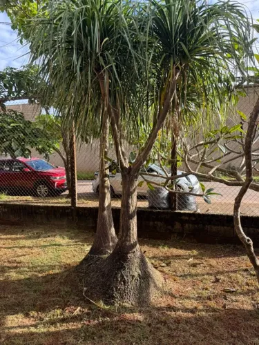 Planta Pata de Elefante - Jardim