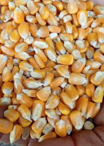 VENDA DIRETO DA FAZENDA (MILHO EM GRÃOS,QUIRELA MOÍDO E FARELO - SEM ATRAVESSADORES!
