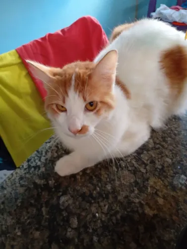 Gato