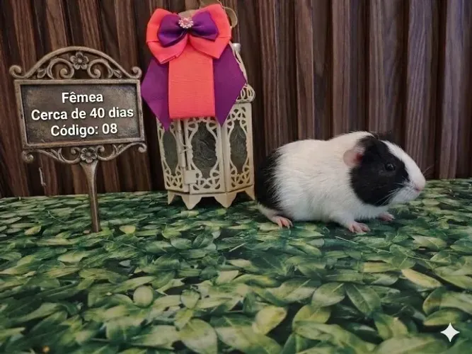 Porquinho da Índia