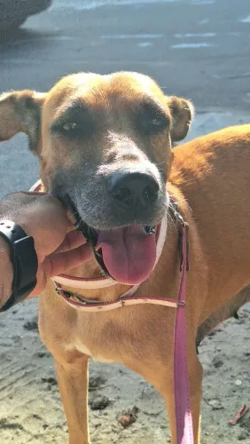 Cachorro porte grande