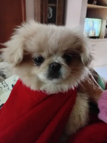 Cachorro ,filhote Pequines.