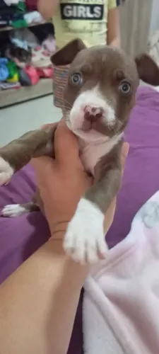 Pit Bull fêmea