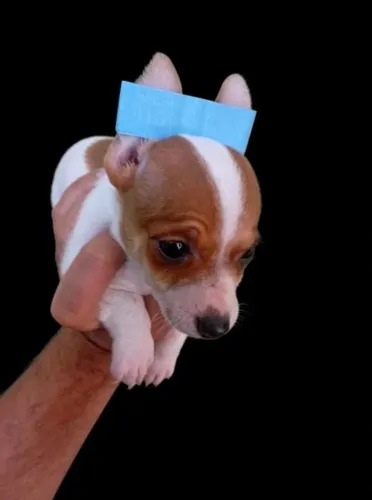 Pinscher macho