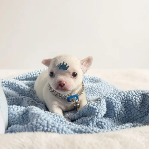 CHIHUAHUA DE PELO CURTO