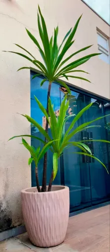 Plantas - Dracenas Arbóreas Adultas em Vasos