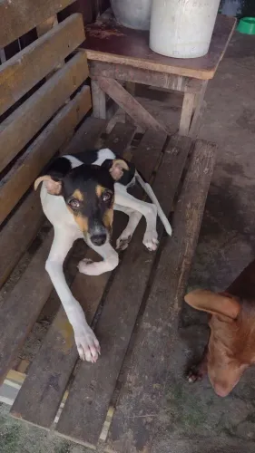 Estou doando 2 cachorrinhas malhadinha 4 meses bem espertinhas e lindas.