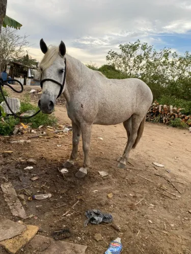 Cavalo