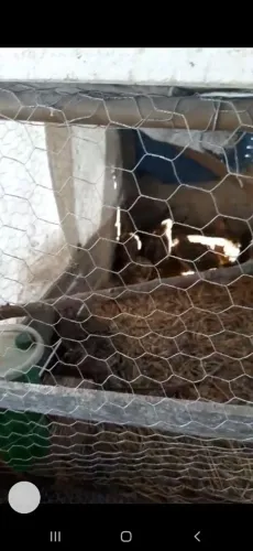 Codornas de Qualidade!!!