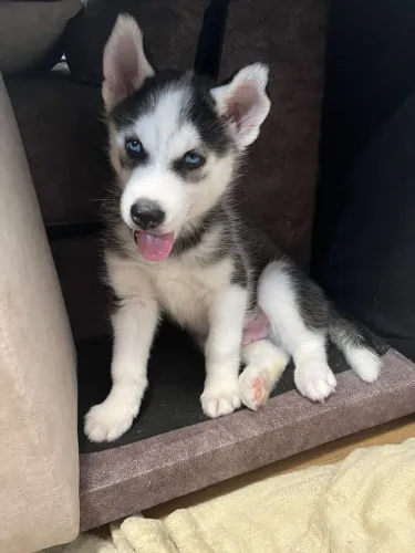 Husky siberiano Faça a diferença com um presente único