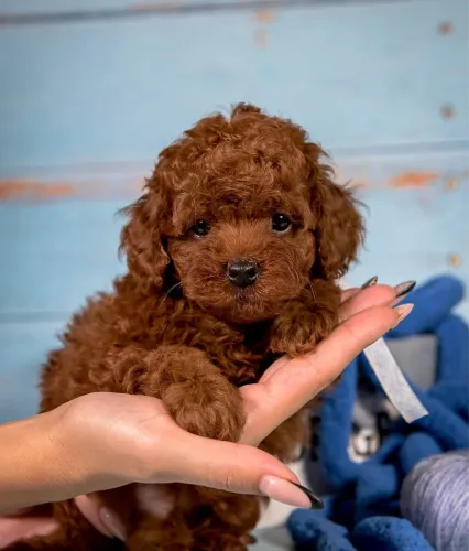 Poodles red já temos filhotes prontos 