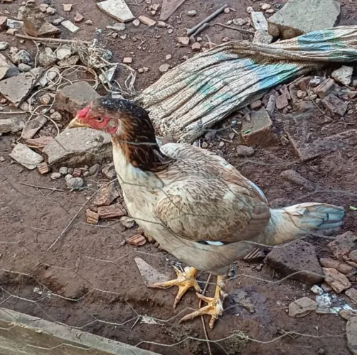 02 Galinha índia 