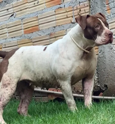 Vendendo uma cachorra pitbull fêmea