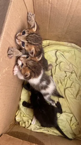 doação de gatinhos