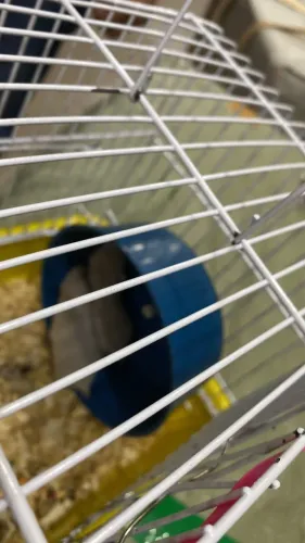 Hamster 