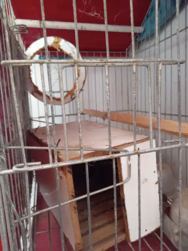 Gaiola pra jandaia