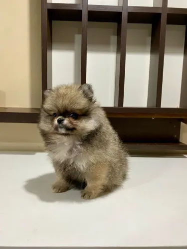 Vendo Lulu-da-pomerânea