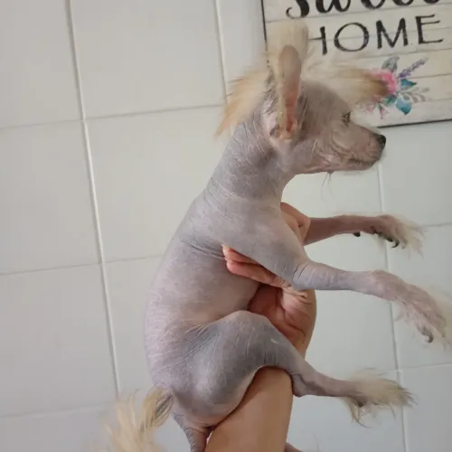 Cão de Crista Chinês porte pequeno true hairless