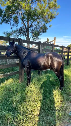 Cavalo Mangalarga 